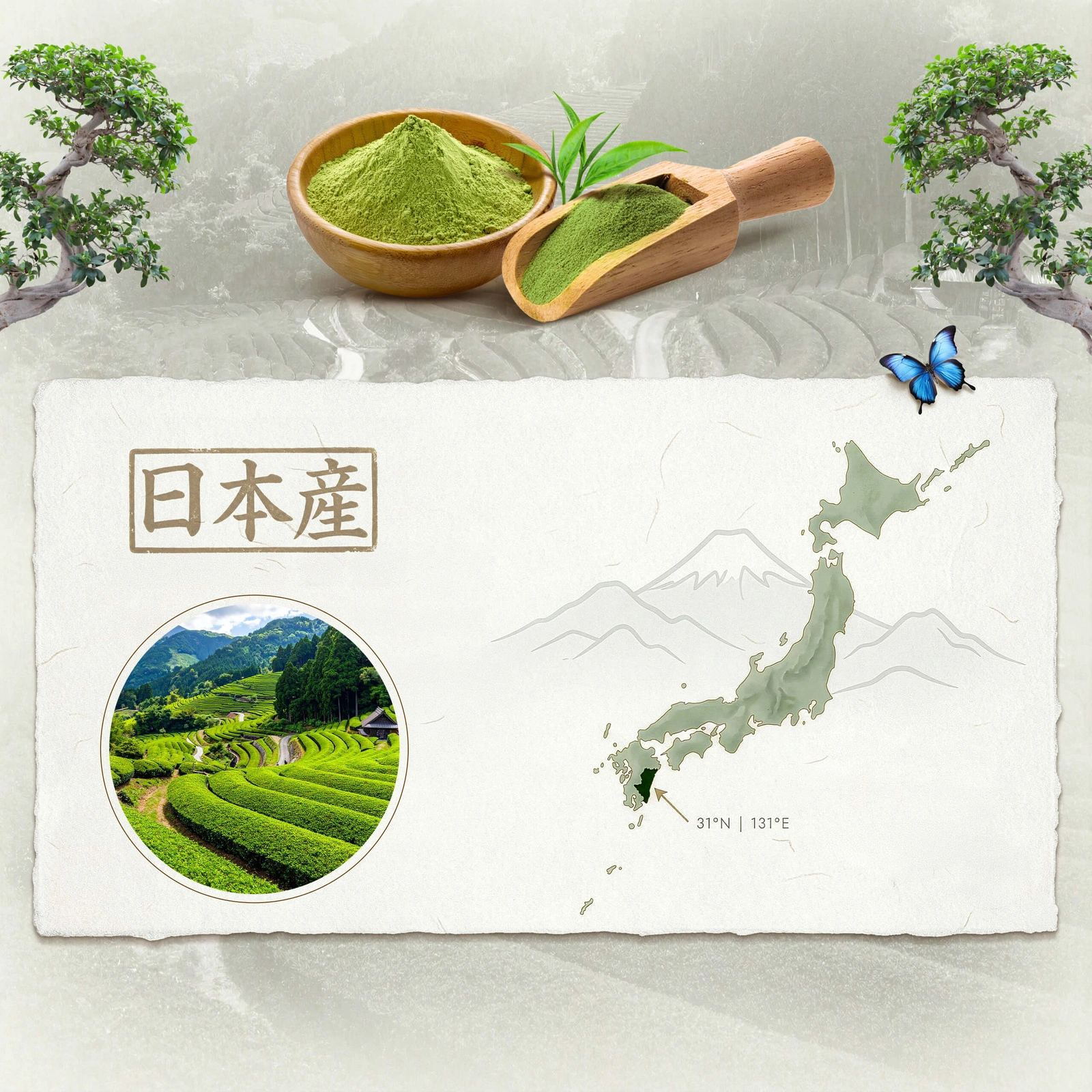 Japanischer zeremonieller Matcha BIO Mary Rose